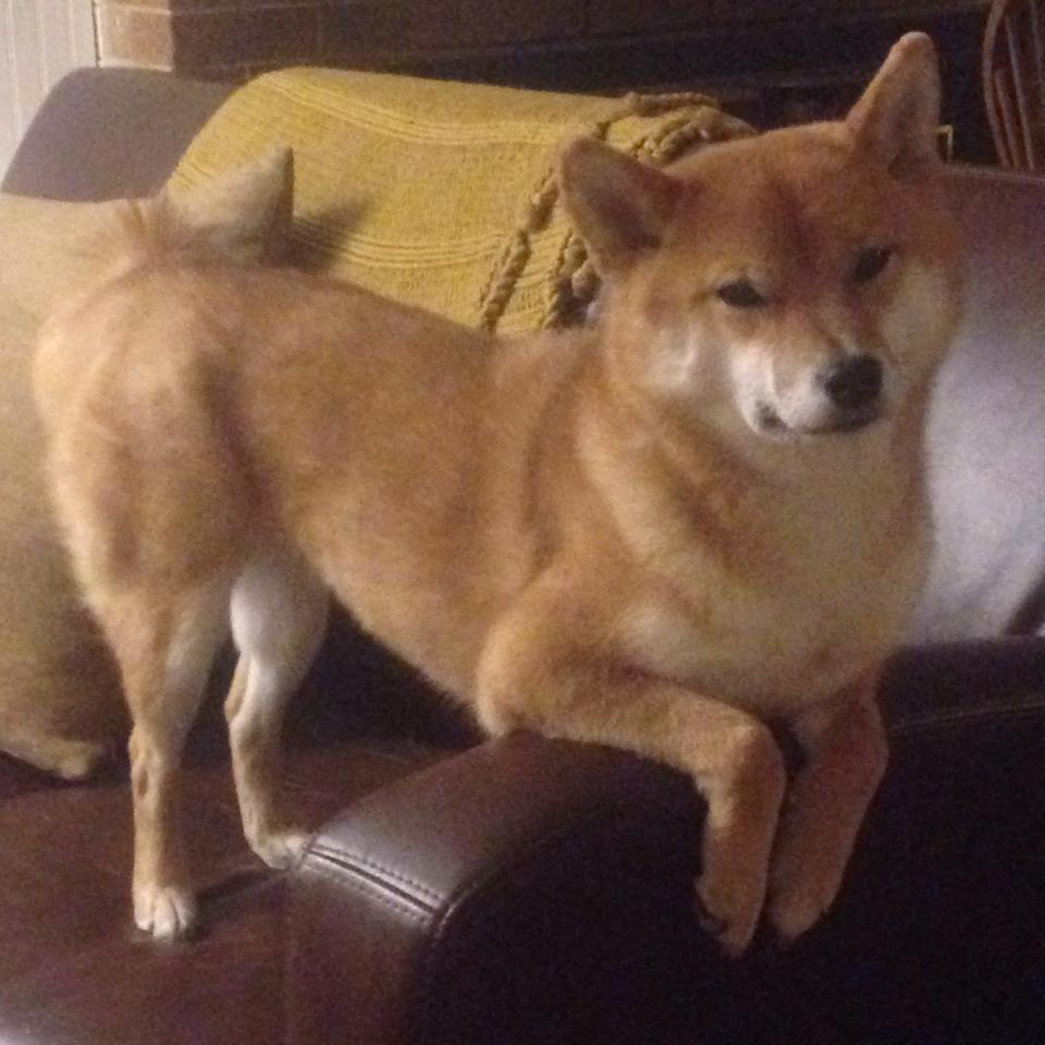 世俱杯决赛-塞尔·拉恩:他用最快的速度为全黑队提供进攻动力,突破与传球能力俱佳