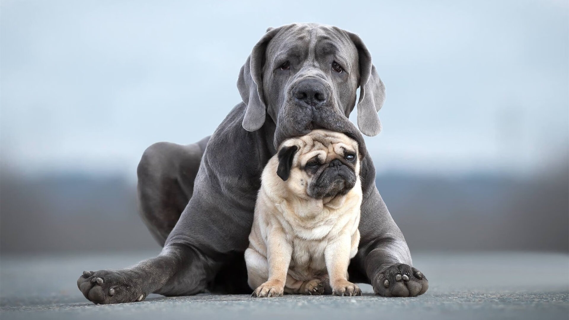 世俱杯足球-戴维·帕特森通过全面表现，帮助袋鼠队占据比赛主动，戴维a帕特森