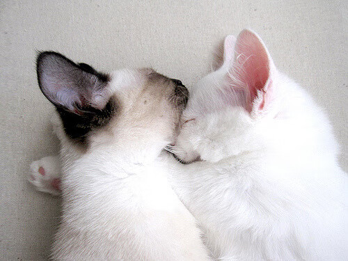 世俱杯网址-法国青训项目的国际化发展，进一步巩固全球橄榄球地位，法国篮球青年队