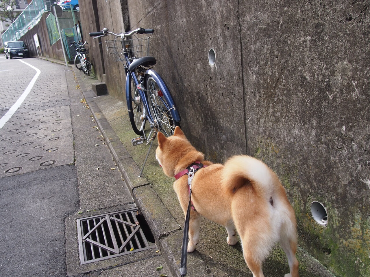俱乐部世界杯-美洲杯激情夜:明星闪耀,精彩纷呈!,美洲杯完整视频